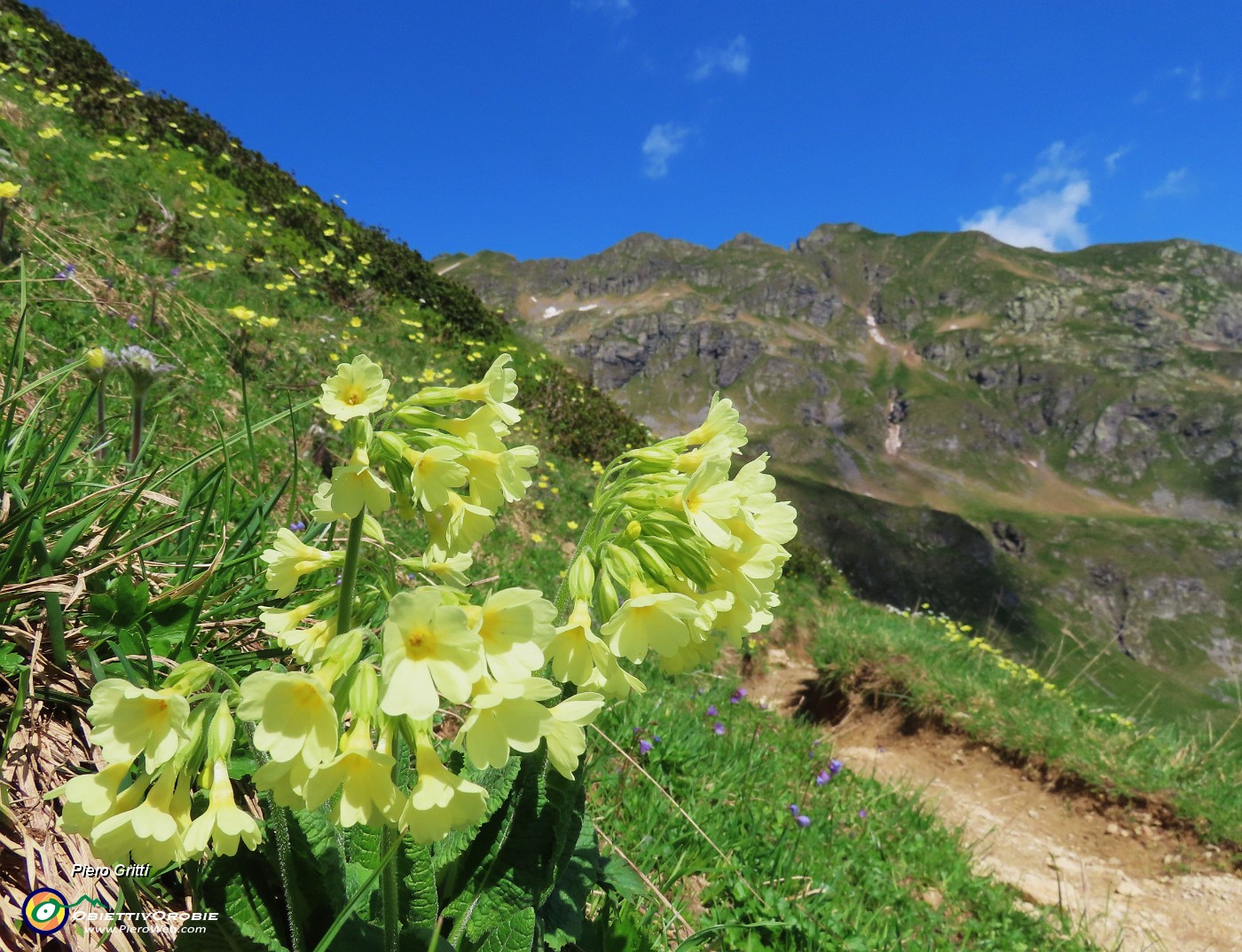 43 Primula elatior (Primula maggiore) con vista sul Monte Ponteranica.JPG